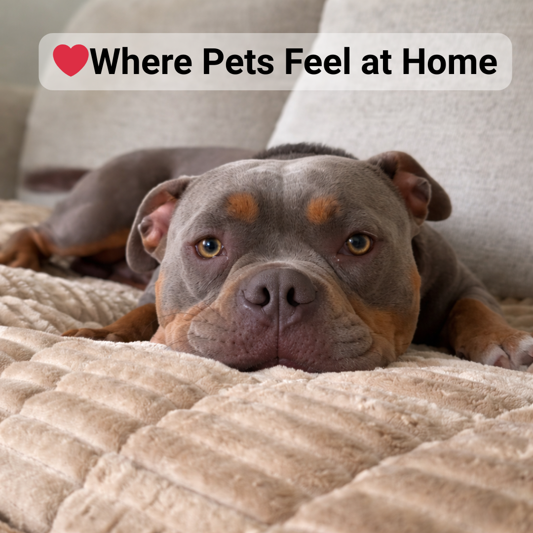 LuxeLounge™ Sofa Cover - Premium Protection Dogs Love